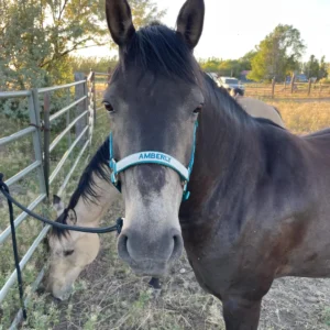 Personalized Adjustable Horse Halter