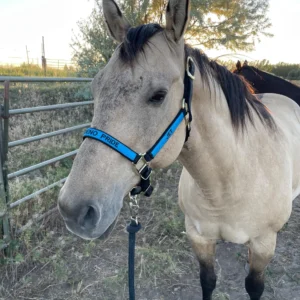 Personalized Adjustable Horse Halter